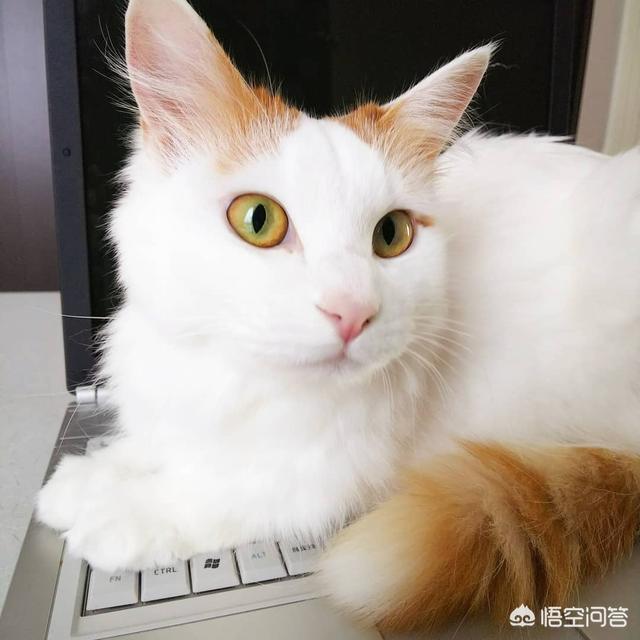 猫咪为什么会埋自己的粪便？