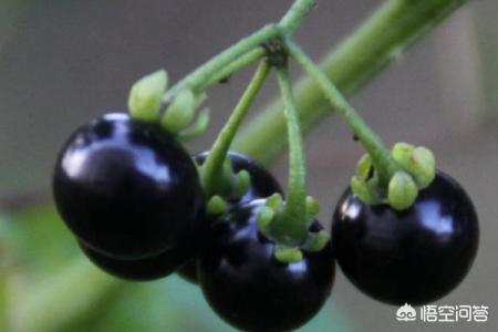 天宝石的功效是真的吗,有人说藏红花的功效很好是真的吗，为什么？