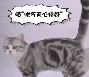 日本田园猫图片笑容:晒猫！仅晒中华田园猫。你家的中华田园猫长什么样子呢？