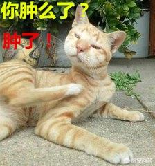 怎么给猫咪打针视频:有什么促进猫食欲的针吗，给猫打什么针能促进食欲？