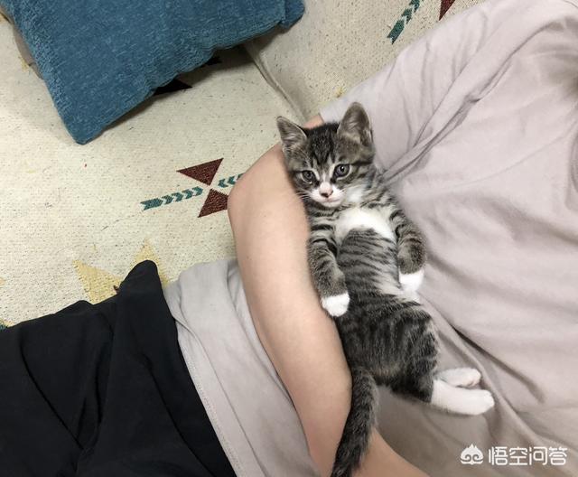 三个月猫不认主人乱咬乱抓:三个多月的猫，现在开始有咬人手脚的习惯，怎么办？