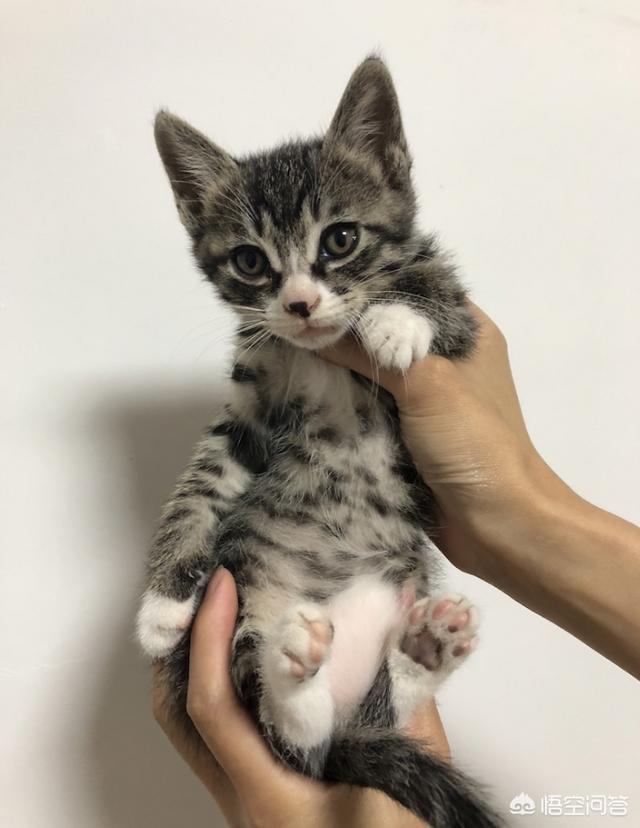 三个月猫不认主人乱咬乱抓:三个多月的猫，现在开始有咬人手脚的习惯，怎么办？