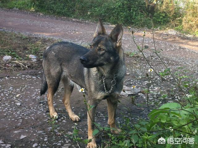 昆明狼犬凶猛吗:我国最优秀的狼犬是哪一种？ 法国狼犬凶猛吗