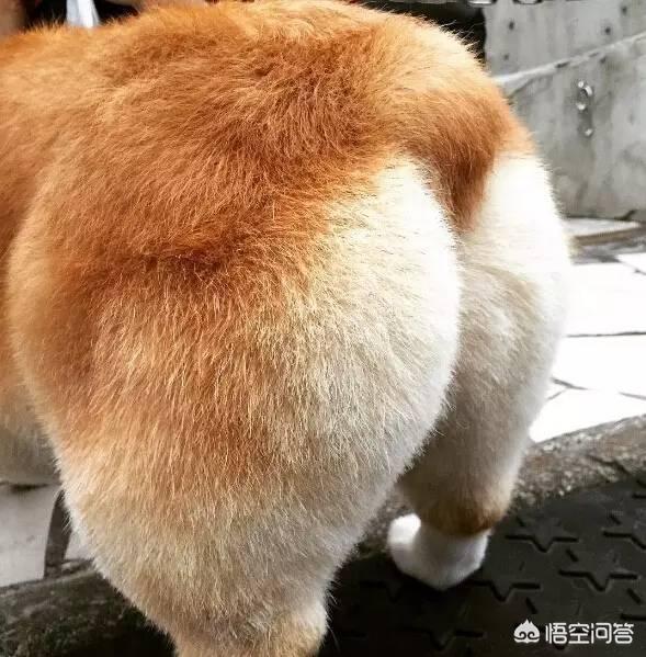 柯基狗的视频:养柯基有什么需要注意的地方？