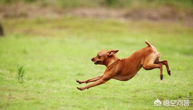 小鹿狗宠物:小鹿犬的爪子特别尖，剪一下就出血，怎么才能去掉啊？
