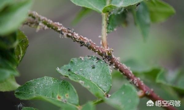 有什么防治花椒蚜虫的妙方?