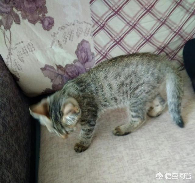 狸花猫是不是小时候都很瘦:养不熟的猫还要继续养下去吗？