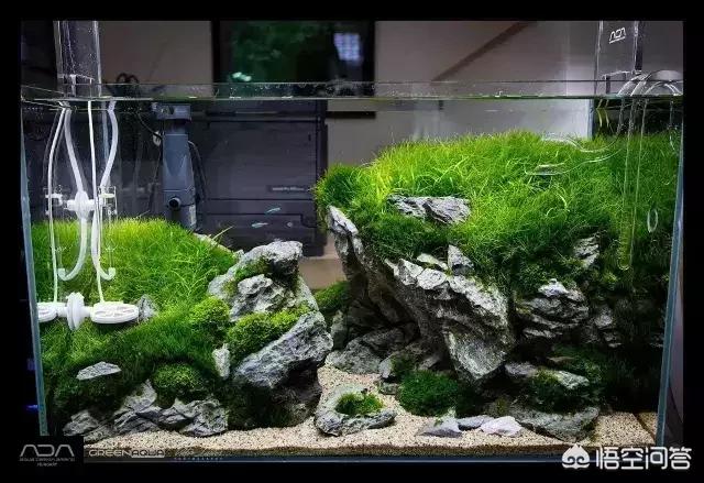 头条问答 鱼缸到底该不该种水草 观赏鱼世界的回答 0赞
