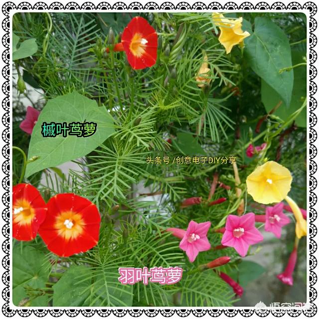 头条问答 茑萝应该怎么养 10个回答