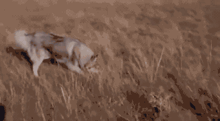 奥达猎犬怎么训练:二哈可以训练成为猎犬吗？为什么？