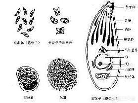 和狗狗做:怀孕期间可以跟狗狗接触吗？ 和狗狗做卡住舒服吗