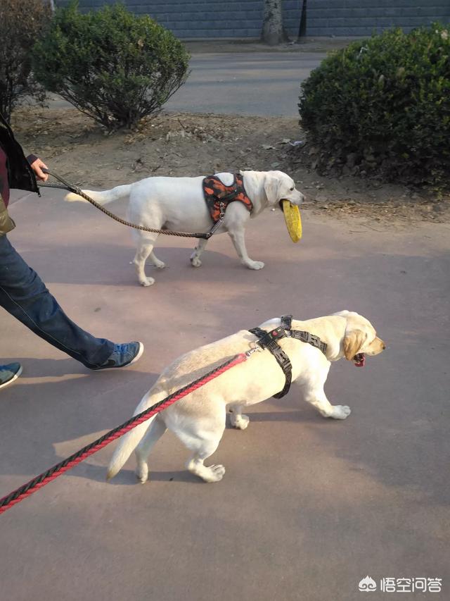 咖啡色拉布拉多犬多钱:想养一条狗狗，边境牧羊犬和拉布拉多哪个好？