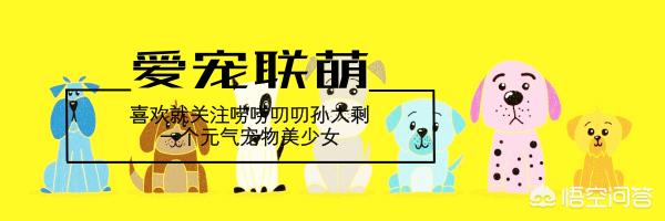 宠物健康知识讲座:小狗应该怎样喂养才能健康成长？