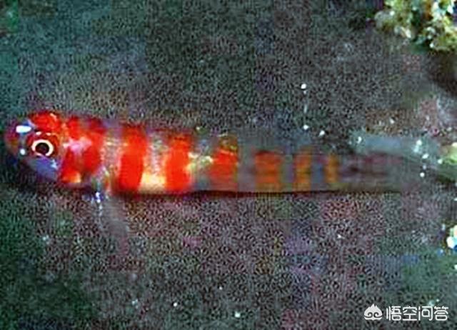 雪球虾和琉璃虾:红斑琉璃虾虎吃藻吗？可以和什么鱼混养？