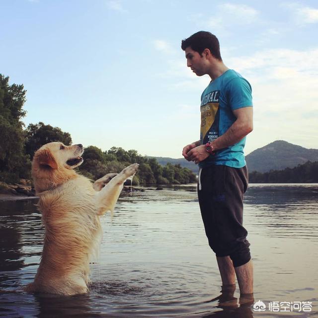 北京天气小狗叼1元买火腿:狗狗有哪些瞬间的举动说明它正偷偷爱着你？