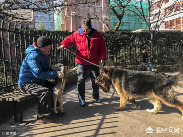 训狗器:在昆明遛狗需要注意什么？