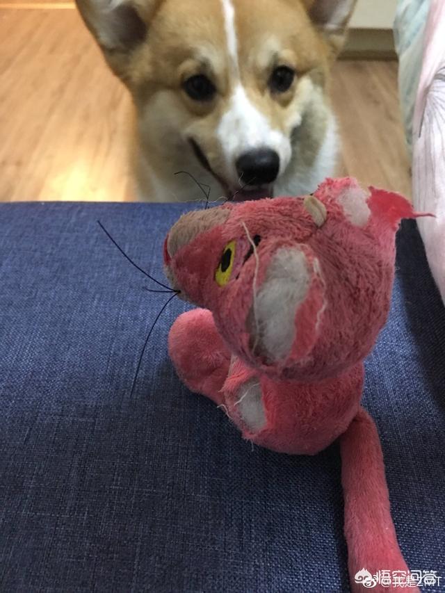 柯基犬怎么训练:柯基犬的习性和喂养要点？