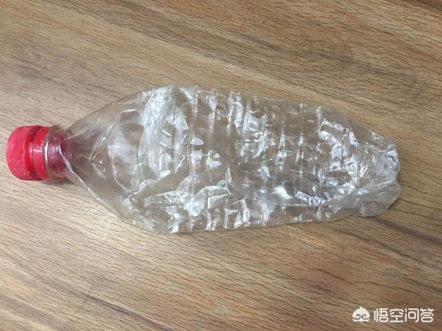 柯基犬怎么训练:柯基犬的习性和喂养要点？