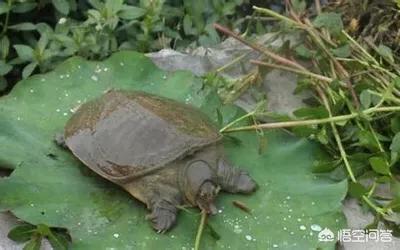 珍珠鳖一年吃多少食物:俗语说乌龟是王八，乌龟、甲鱼跟鳖如何归类？