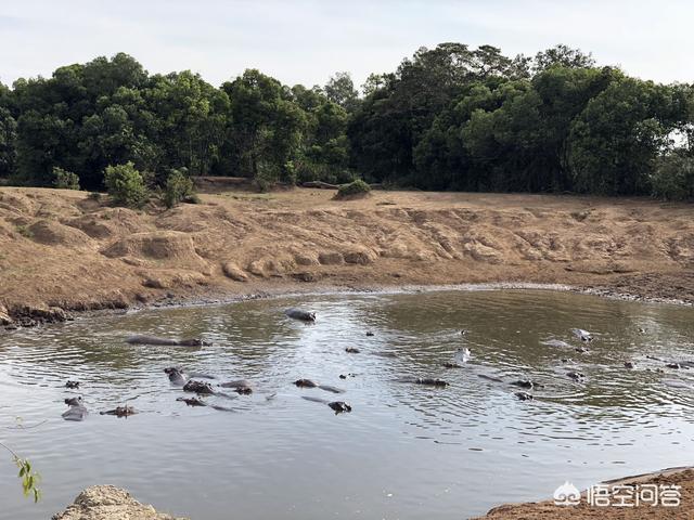 克罗斯河大猩猩仅200只:动物直接喝浑浊的脏水，为什么不会出现不适？
