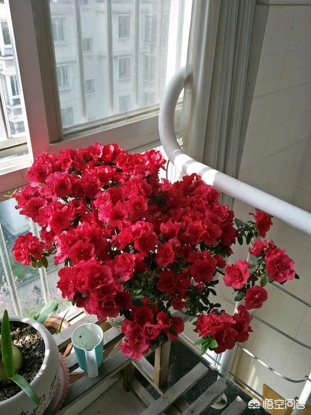 紫玉兰只长叶子不开花:为什么我种的百香果只长叶子不开花？