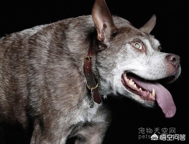 长的最丑的狗狗图片:2018年“世界最丑狗”评选结果出炉，你怎么评价这类比赛？ 丑狗狗图片大全