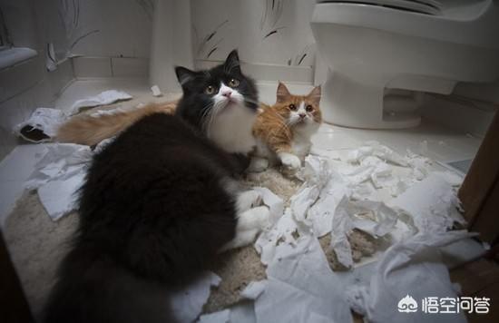 中华田园猫橘猫性格:猫咪会害怕主人抛弃它吗？