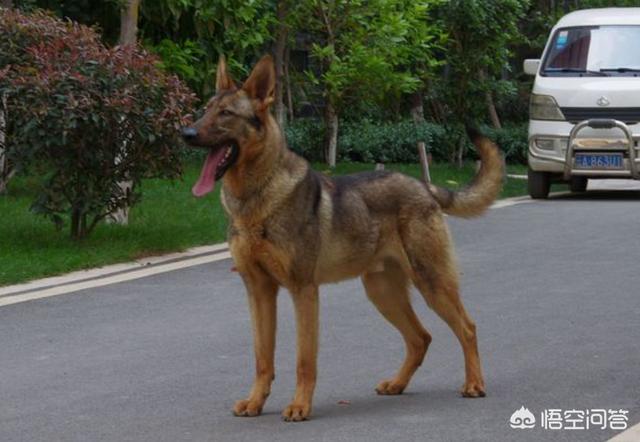 工作犬:昆明犬是一种优秀的工作犬吗？ 工作犬证公安局承认吗