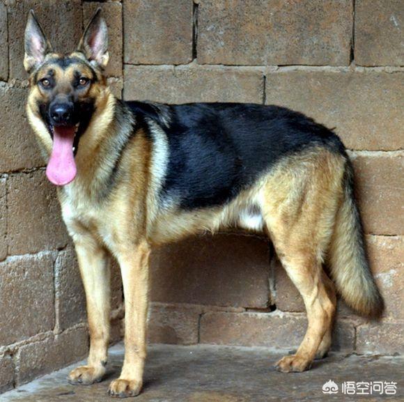工作犬:昆明犬是一种优秀的工作犬吗？ 工作犬证公安局承认吗