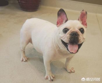 贵妇犬多少钱:北京昌平办狗证需要多少钱？饲养贵妇幼犬需要注意什么？ 贵宾犬一般多少钱