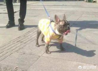 虎斑波尔多犬价格:虎斑犬现在价格 一只法斗幼犬大概得多少钱？