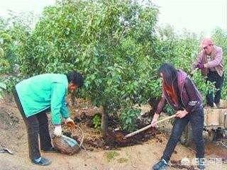 头条问答 请问果树施肥最佳时期是什么时候 优质高产果品的施肥配比是多少 洞庭清水塘的回答 0赞