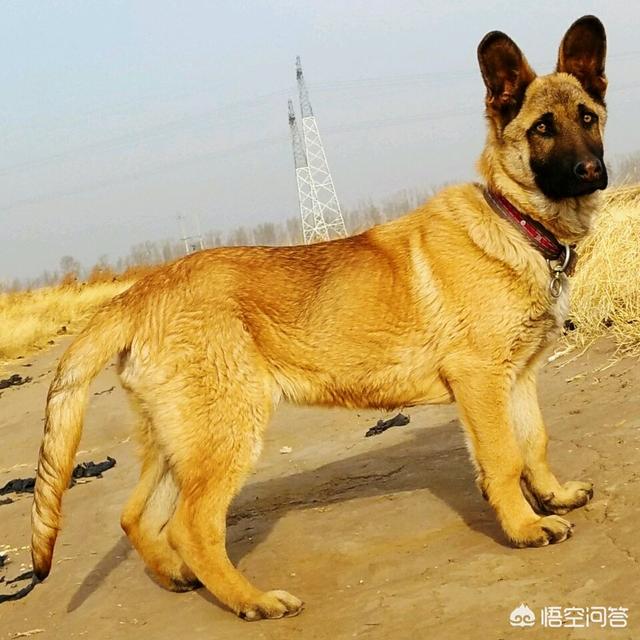 国外狗狗和人杂交视频播放:德国牧羊犬与金毛狗杂交出来的狗狗长什么样子？