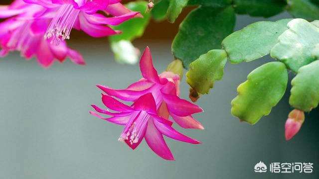 头条问答 蟹爪兰能晒太阳吗 怎么养护 刘子恒ii的回答 0赞