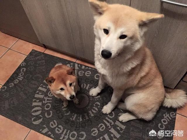 最容易养的中型犬:中型犬，最好是那种不容易被人带走的，有没有推荐下？