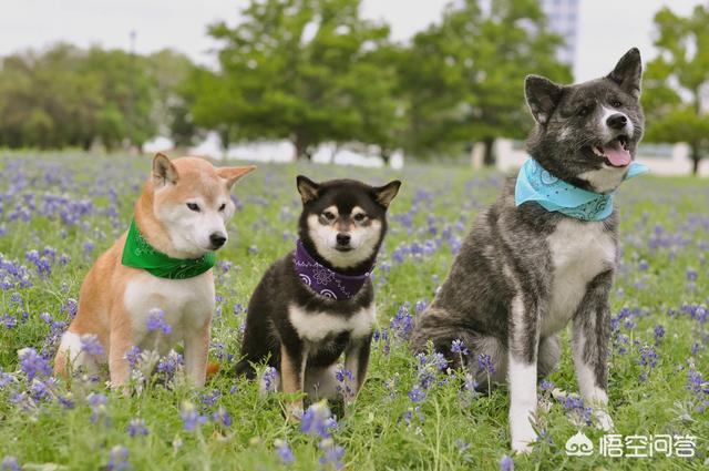 史宾格犬和柴犬优缺点对比:想入一只狗，哈士奇好还是柴犬更好？