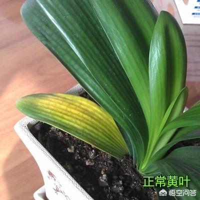君子兰叶子发黄图片:君子兰底下的叶子发黄枯萎了怎么办？