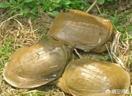 珍珠鳖一年吃多少食物:俗语说乌龟是王八，乌龟、甲鱼跟鳖如何归类？