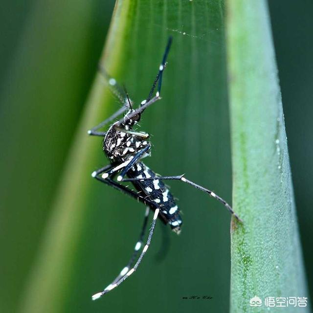 花蚊子,世界上为什么会有花蚊子？