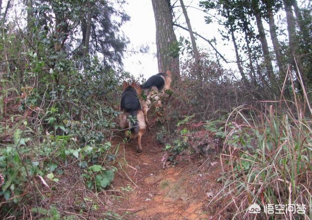 河南爆红小博美闹闹:同时养两种宠物狗是种怎样的体验？