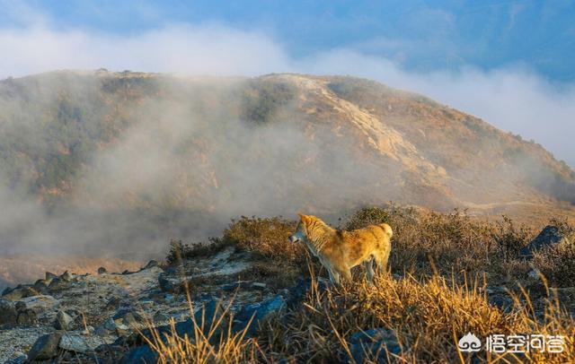 西德牧羊犬视频:住在大山里面适合养德国牧羊犬吗，狗会害怕这种环境吗？