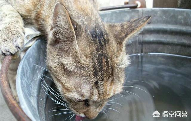 中华田园猫橘猫性格:猫咪会害怕主人抛弃它吗？