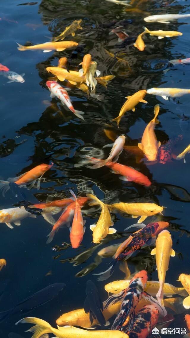 柳州观赏鱼论坛:鱼缸换水后有一部分鱼死掉，这是为什么？