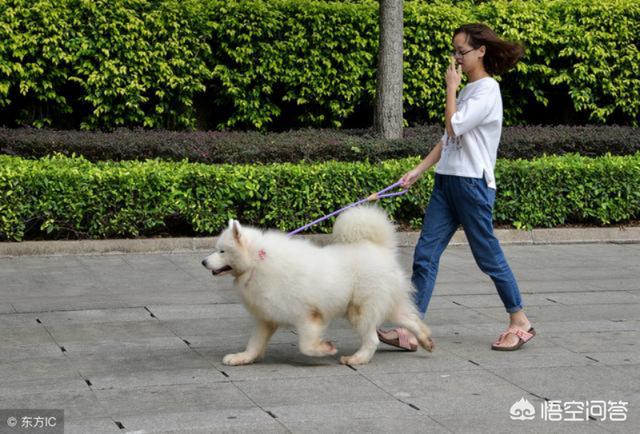 训狗器:在昆明遛狗需要注意什么？