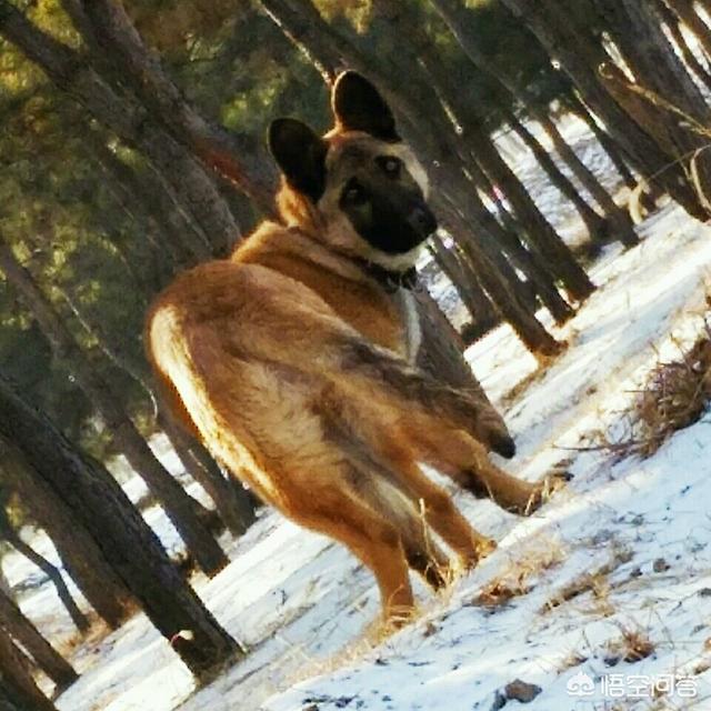 国外狗狗和人杂交视频播放:德国牧羊犬与金毛狗杂交出来的狗狗长什么样子？