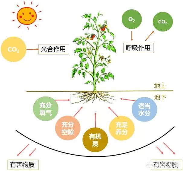 植物营养元素有哪些:植物里的元素是哪来的？是土壤里吸收的吗？