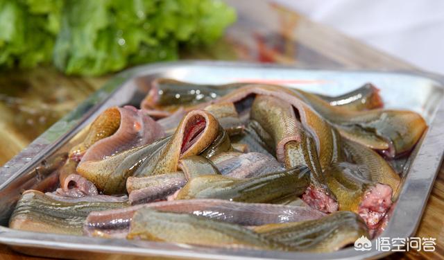 黄鳝补肾吗，泥鳅和黄鳝哪个更有营养？
