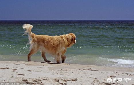 金毛犬性格缺点:血统金毛到底比普通金毛好在哪？