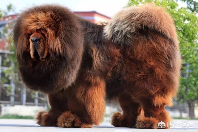朱茵家的藏獒图:我家的藏獒犬为什么总是流眼泪，眼睛上老是脏，有什么办法吗？