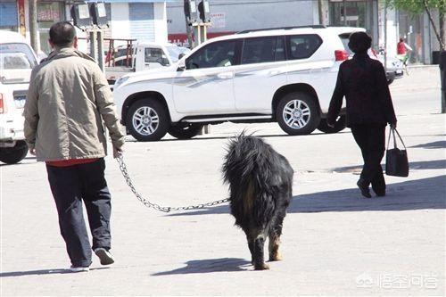 长春当猫爱上狗:喜欢猫的女生和喜欢狗的女生性格有什么区别？